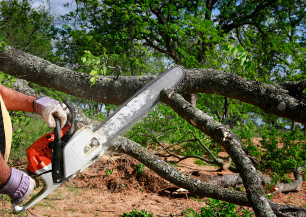 How Our Tree Care Process Works  in  Petersburg, MI